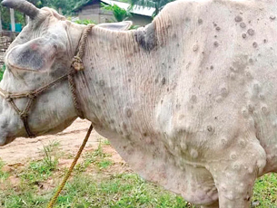 Over 67,000 cattle died so far from Lumpy skin disease in India: Govt